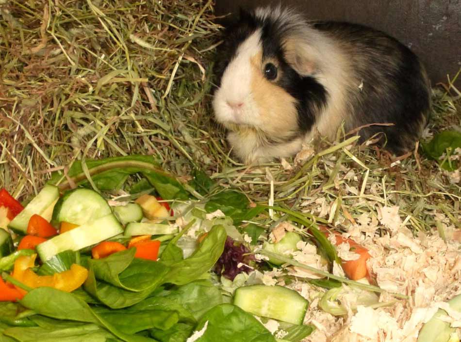 caring for your Guinea Pig